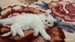 Кошки, котята объявление но. 1051513: продам персидских котят