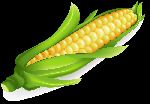 Растения объявление но. 1176807: ПБФ "КОЛОС" предлагает качественные семена Кукурузы от производителя