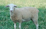 Продажа овец и баранов французской породы Лакон (Lacaune).

Средний удой за 150 дней лактации составляет до 3 литров в день.

Порода относится к числу скороспелых. До 60% ярок идет в случку в 7-10 ...