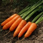 Продукты питания объявление но. 2910915: Алтайские овощи урожая 2023 года с доставкой