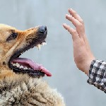 Юридические услуги объявление но. 3031078: Услуги юриста по взысканию ущерба при укусе собаки через суд во Владивостоке