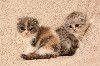 Кошки, котята объявление но. 347254: Шотландские вислоухие и прямоухие котята