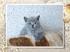Кошки, котята объявление но. 411019: Продаются британские короткошерстные котята.