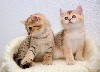 Британские котята с родословной и ветеринарными документами от титулованных родителей- окрас ny-золотой- интеллигентные, нежные, ласковые, игривые - принесут в Ваш дом счастье и радость, составят Вам  ...
