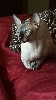Канадский сфинкс - молодой и нежный голубоглазый красавец двух с половиной лет приглашает кошечек для продолжения рода. Имеет большой опыт. Котята получаются очень красивые. Юлия ...