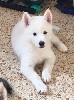 На продажу чистокровный щенок сибирской хаски белого цвета. Возраст 2 месяца. ...