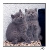 Кошки, котята объявление но. 91864: Британские котята