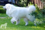 Собаки, щенки объявление но. 960845: Кобель Пиренейской Горной Собаки для вязок