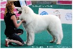Собаки, щенки объявление но. 960845: Кобель Пиренейской Горной Собаки для вязок
