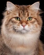 Разное объявление но. 3537527: Питомник кошек сибирской породы традиционного окраса