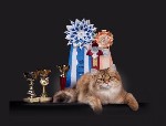 Разное объявление но. 3532431: Питомник кошек сибирской породы традиционного окраса