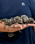 Разное объявление но. 3749967: Мармозетки на продажу