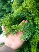 Разное объявление но. 3380837: Ёлка Хакки ,  литая ,  гелевая ,  цена и доставка со склада