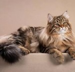 Разное объявление но. 3402298: Питомник кошек сибирской породы традиционного окраса Golden Mascot’s!