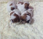 Собаки, щенки объявление но. 1045327: шикарные детки ши-тцу