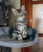 Услуги объявление но. 1047839: Продажа котят породы мейн-кун.