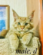 Cattery BigGreedin (Moscow) offers you Maine Coon kittens, two male and one female. 
Kittens were born on December 16, 2016. From a very big couple, father - CAGCBI Arsenyi Avrorastarcoon and mother  ...