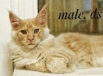 Кошки, котята объявление но. 1051931: Maine Coon