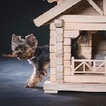 Разное объявление но. 1052037: Домик для йорка, чихуахуа, шпица, той-терьера_3