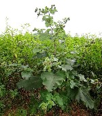 Растения объявление но. 1053319: семена дикорастущих трав