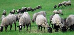 Разное объявление но. 1054008: Племенное овцеводство и эффективное кормоводство.