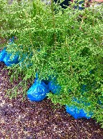 Растения объявление но. 1059254: Предлагаю саженцы сосны и ели