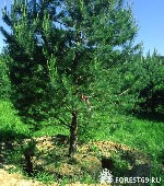 Растения объявление но. 1059254: Предлагаю саженцы сосны и ели