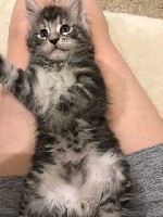 Услуги объявление но. 1061391: Маленькая рысь с характером ласкового котенка.