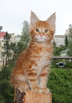 Кошки, котята объявление но. 1065037: Мейн-куны котята