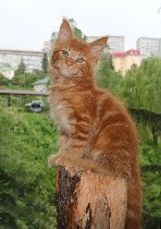 Кошки, котята объявление но. 1065037: Мейн-куны котята