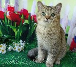 Кошки, котята объявление но. 1066246: Аристократы Британского мира !!!