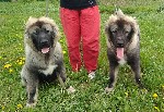Собаки, щенки объявление но. 1068708:  щенки кавказской овчарки РКФ