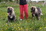Собаки, щенки объявление но. 1068708:  щенки кавказской овчарки РКФ