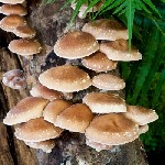 Растения объявление но. 1078581: Грибные грядки шиитаке