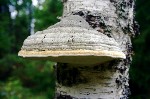 продам гриб трутовик, собран в экологически чистых лесах алтая,2 000 руб за 1 кг, ...