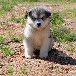 Собаки, щенки объявление но. 1095100: Маламутки из Тверской губернии