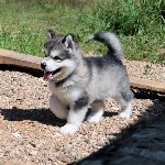 Собаки, щенки объявление но. 1095100: Маламутки из Тверской губернии