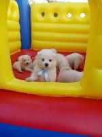 Собаки, щенки объявление но. 1110370: Самоедская лайка.