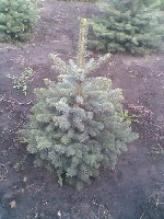 Растения объявление но. 1117284: Ёлки голубые и зеленые.