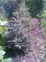 Растения объявление но. 1117284: Ёлки голубые и зеленые.