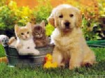 В нашем интернет-магазине www.bioline247.ru Вы сможете найти товары для Ваших любимых домашних питомцев – для кошек, для собак и т.д.
Секс барьер для кошек и собак, анти паразитные ошейники, средства ...