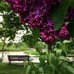 Уроки языка объявление но. 1155636: Бизнес иммиграция в Канаду. Бизнес-категория (Business Category)