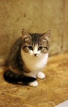 Кошки, котята объявление но. 1164642: Маленькая Леди ждёт маму и папу!