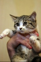 Кошки, котята объявление но. 1164642: Маленькая Леди ждёт маму и папу!