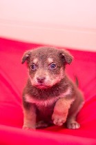 Собаки, щенки объявление но. 1164652: Очаровательные карапузики ждут мам и пап