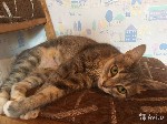 Кошки, котята объявление но. 1164679: Настрадавшаяся кошечка мечтает о доме