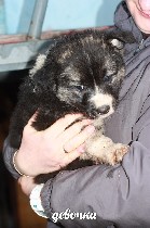 Собаки, щенки объявление но. 1164708: Очаровательные щенки ждут мам и пап