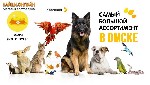 Разное объявление но. 1284149: Зоотовары в интернет-магазине для животных