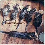 Кошки, котята объявление но. 1318993: Продажа бенгальских котят