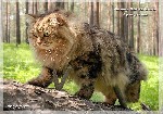 В питомнике сибирских кошек "Baikaltengri" (WCF) от очень крупных родителей доступны к продаже мраморные котята дикого лесного окраса (n22, ns22). 
Родители проверены на генетические и инфекционные з ...